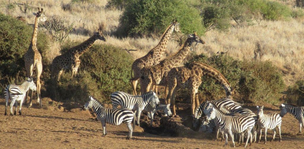 Hotel Elerai Camp Amboseli Zewnętrze zdjęcie